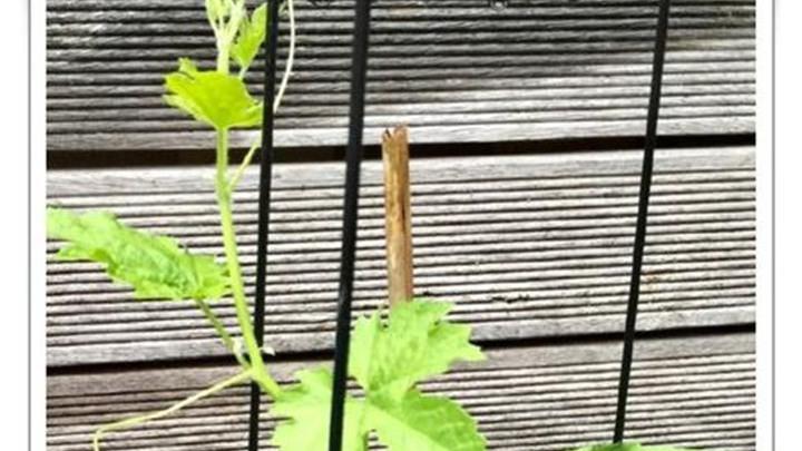 苦瓜苦味调控技术，强酸性土壤种植方法，有机肥科学配比研究