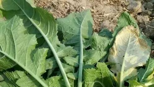 啥时候种雪里蕻和芥菜疙瘩，种植时要注意啥？