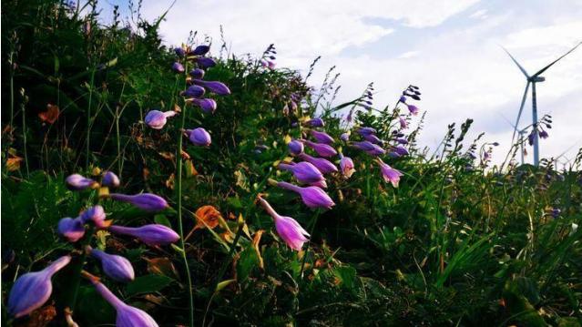 云端花海正当时！毕节金沙玉簪花海进入最佳观赏期，万亩紫浪伴你清凉一夏