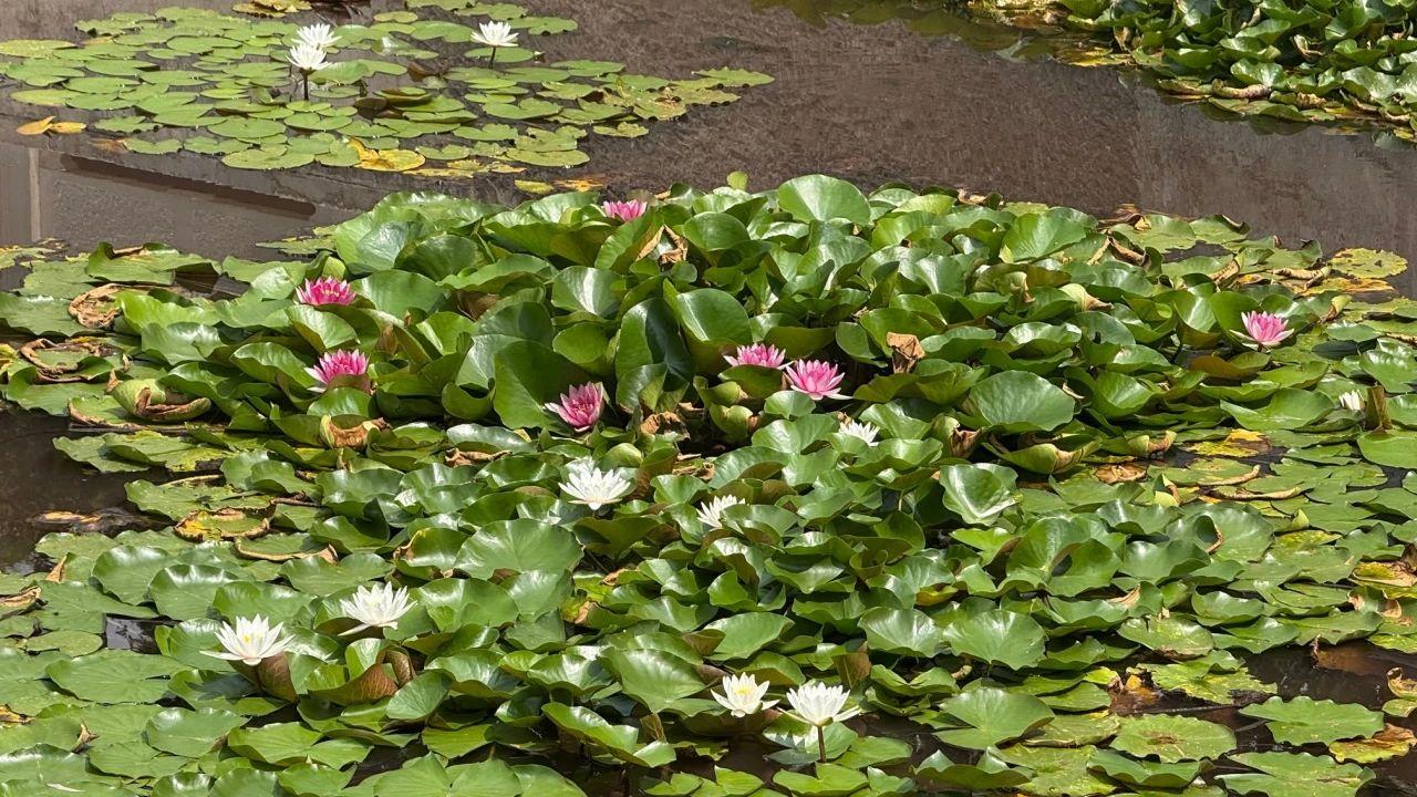 太原8月赏花地图：睡莲、荷花、绣球花，承包你夏日的浪漫！