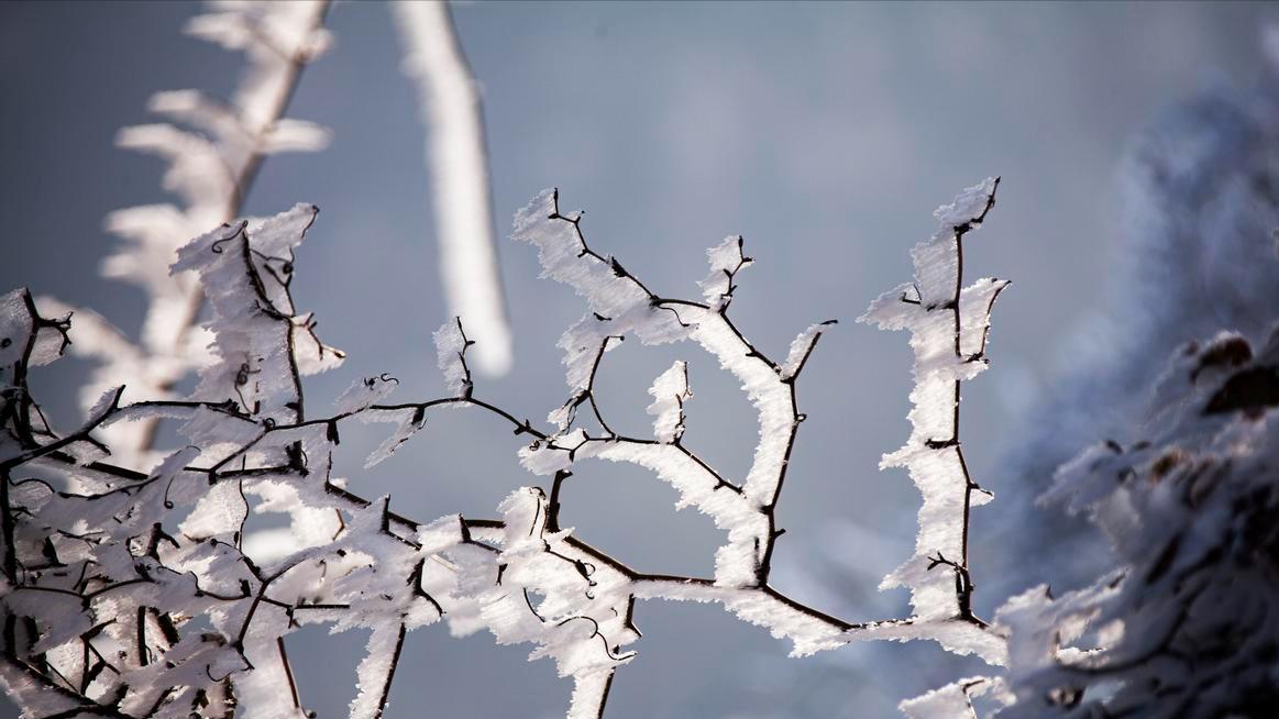 21号开始“数九”，数九到底在数什么？什么时候出九？过年要数到几九？