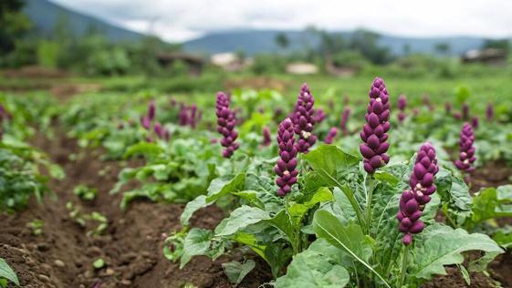 丹参种植有门道，红根秘密藏其中，九成农户需知晓