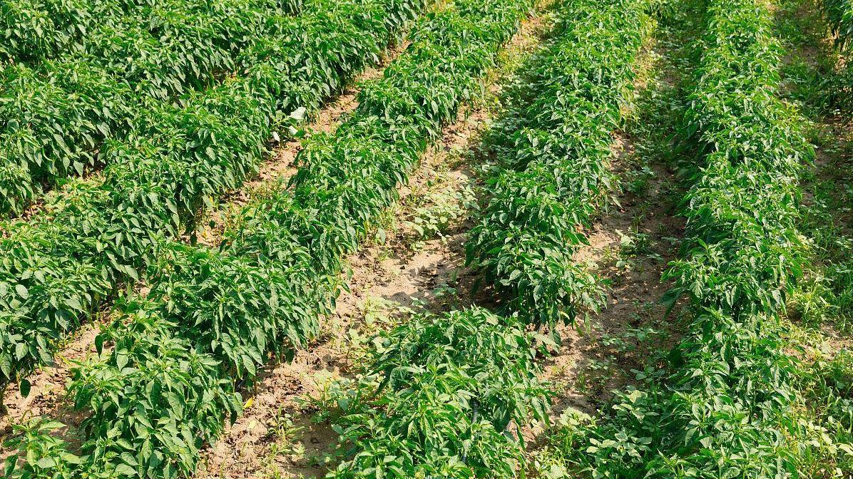 辣椒挂果前的三项关键管理技巧