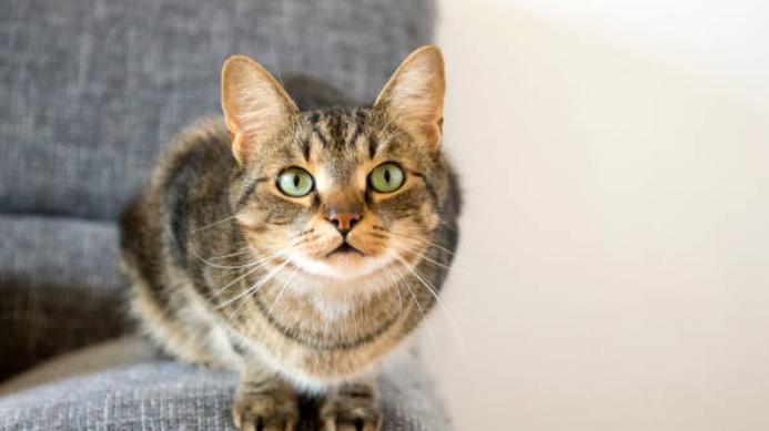 猫咪的“死亡凝视”：它一动不动盯着你看，是在想什么？