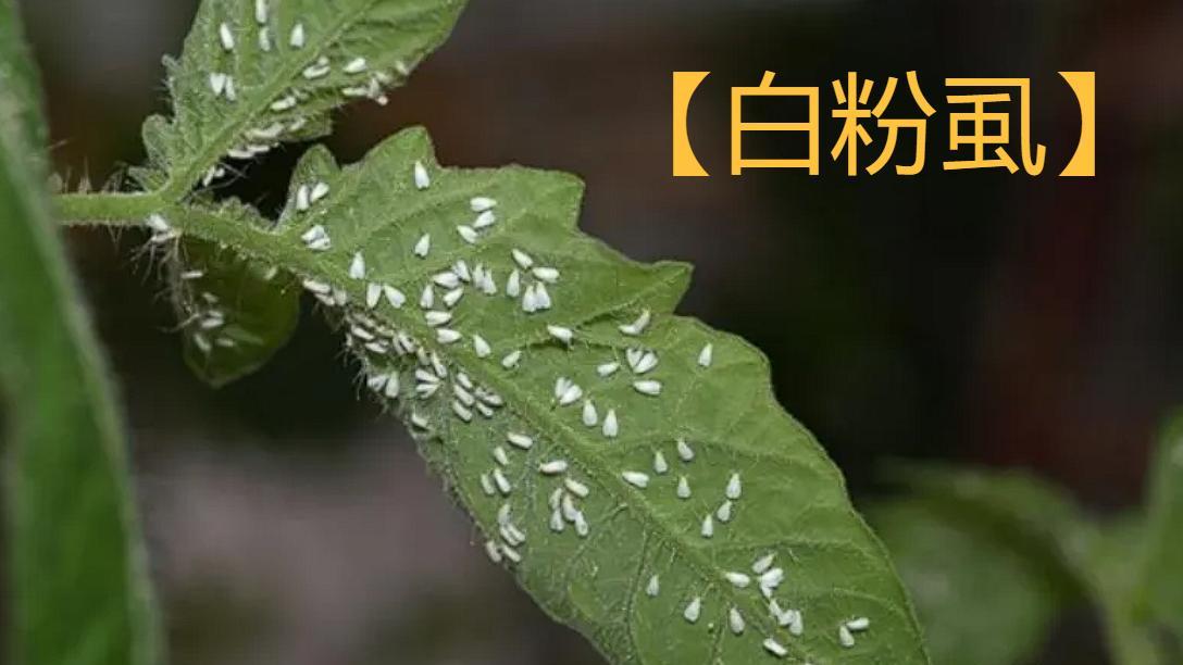 白飞虱爆发严重？只需一个小瓶瓶，虫子见到你从此绕着走