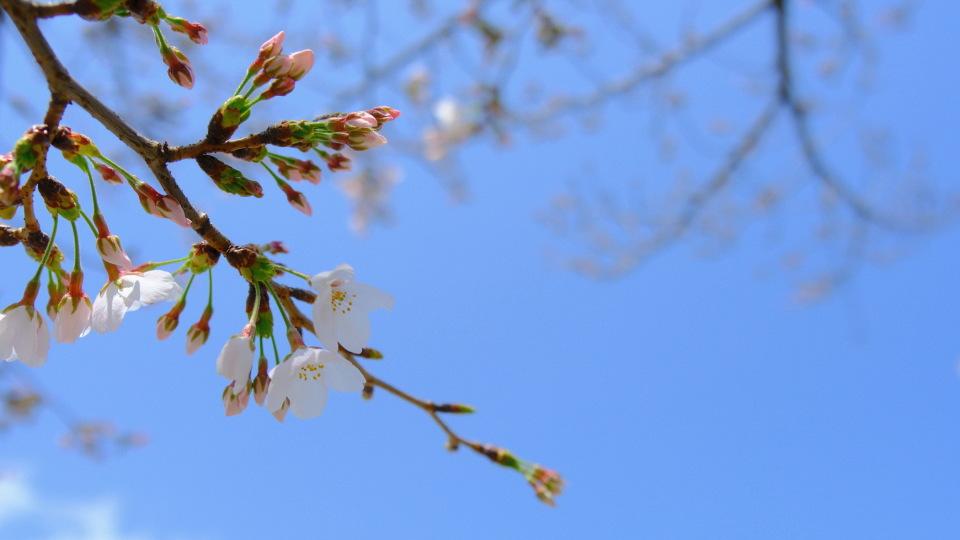 我妈去世6个月，我爸再婚，我带着妹妹参加婚礼，亲戚说我白眼狼