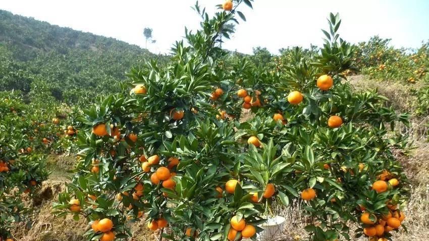 桔子树四季修剪时间表，12月到次年10月哪个月剪什么？