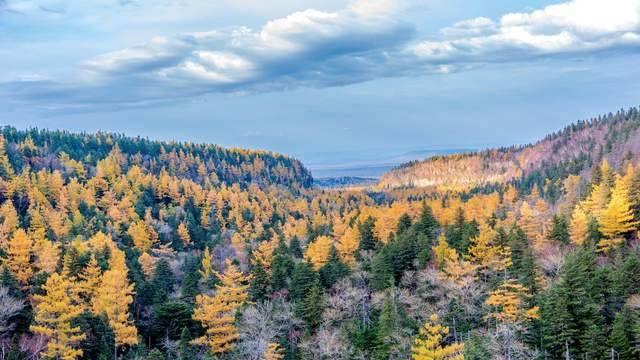 为什么我们要花26年，去“孕育”一颗不可能的松茸？