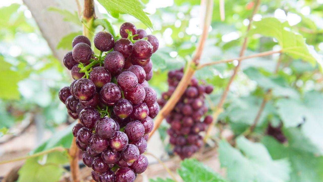 沃土滋养，田间芹菜翠绿，餐桌美味佳肴