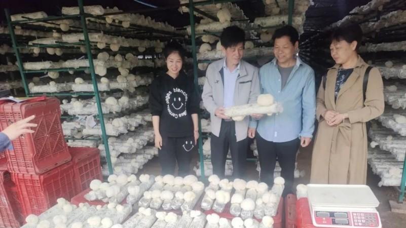 提质增效技术|猴头菇单袋产量较传统栽培提高151.5%