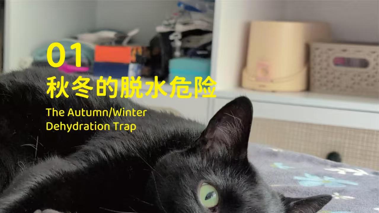 象乡宠物食品 | 天一冷猫不爱喝水? 当心尿闭