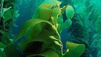 博润科技|全方位解析褐藻寡糖和海藻多糖的区别！