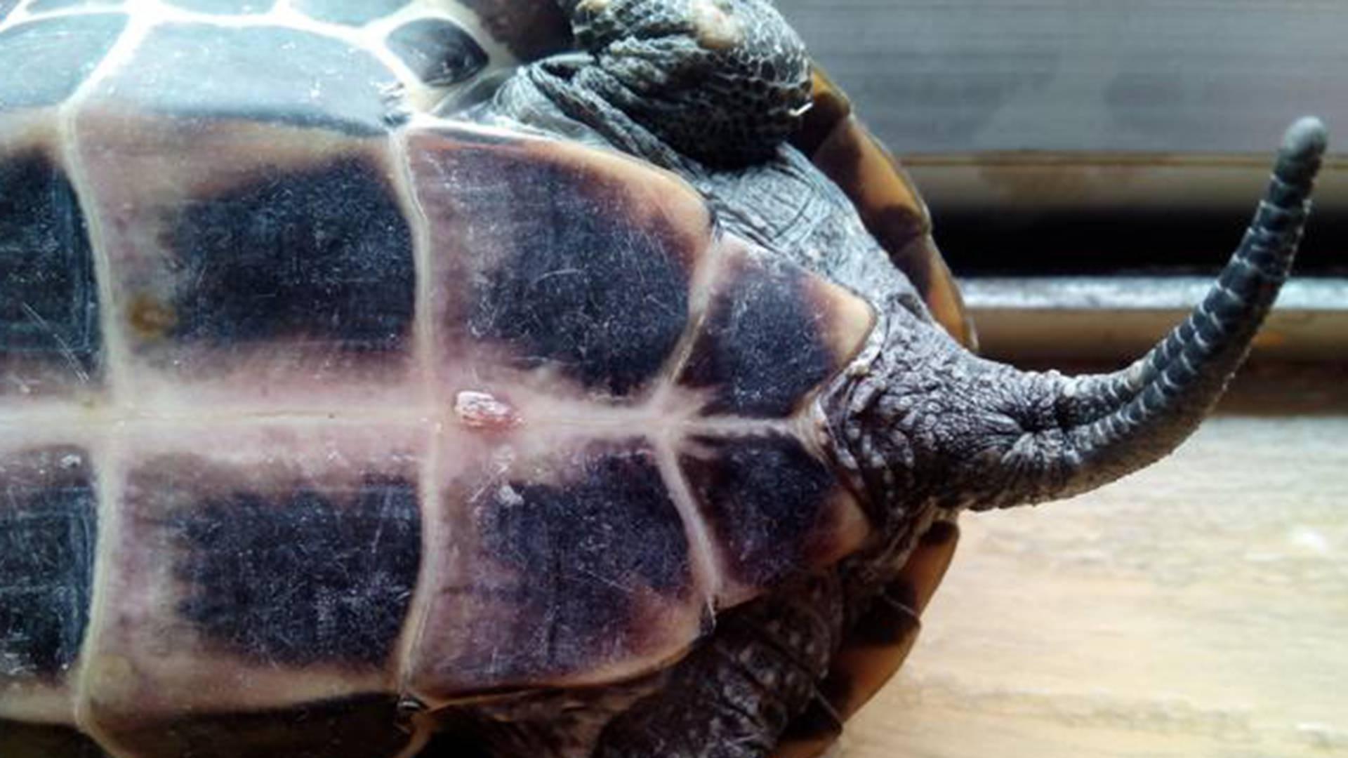 金钱龟亲子隔离法，幼苗独立培育，返乡护士操作册，互残率降九成