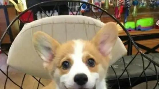 柯基吃什么狗粮好？小型犬狗粮牌子推荐，性价比高快码住