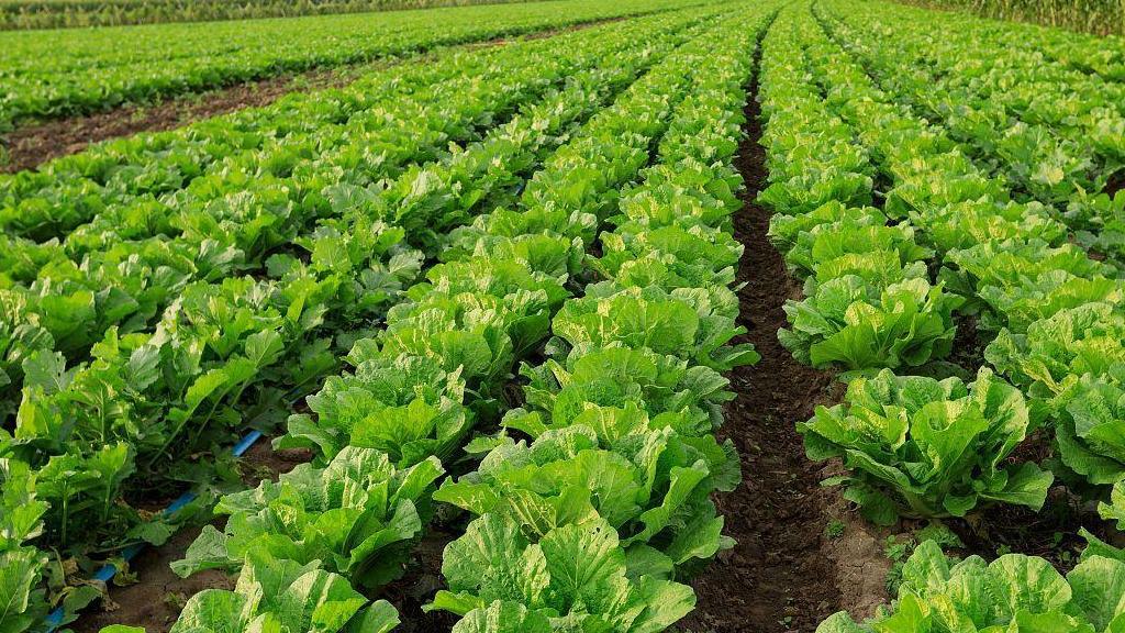 探讨一下白菜生虫了怎么选药最好