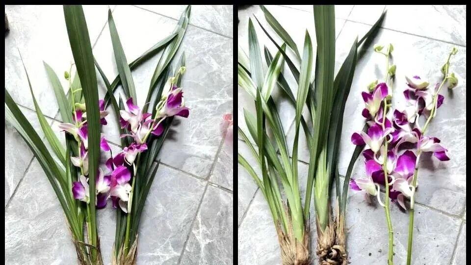 别再被忽悠！菜场地摊卖花别乱买！“截木插花” 骗局新套路，看完转发给爸妈