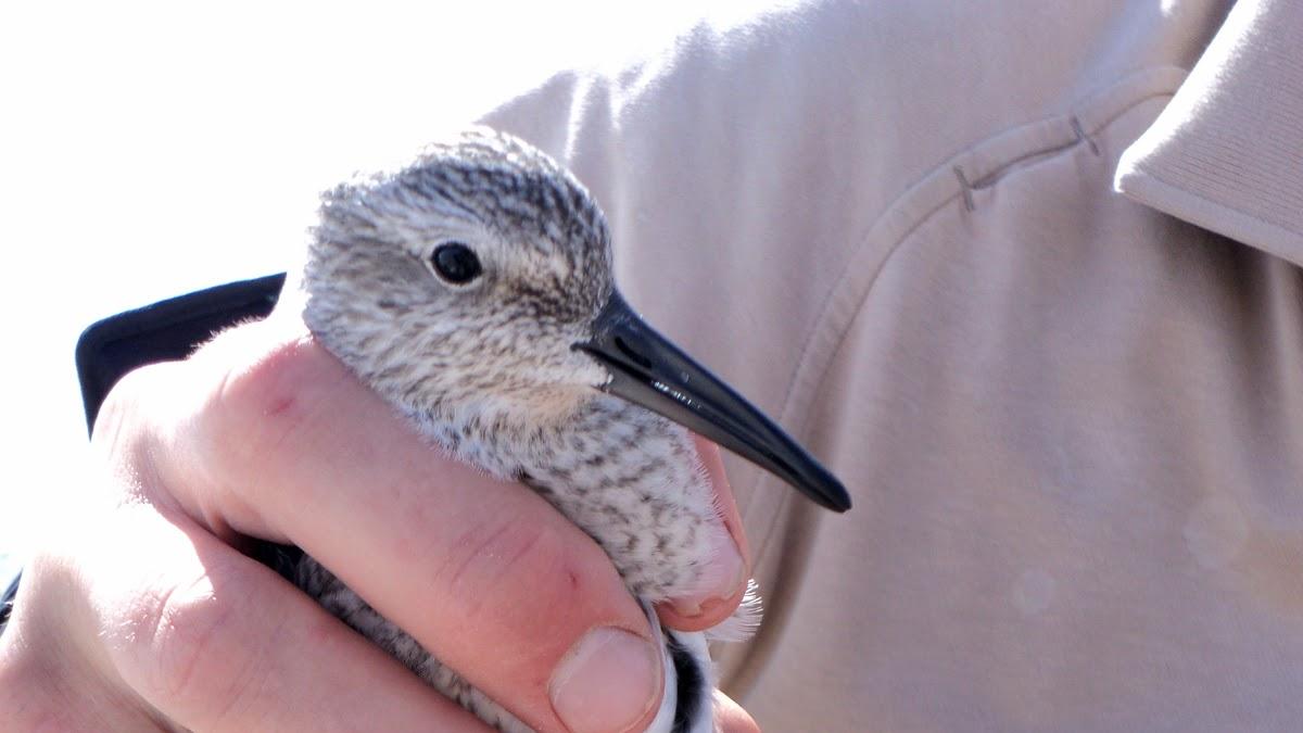 冬天鸟儿都去哪了？古人：它们在湖底睡觉，或者飞去了月球