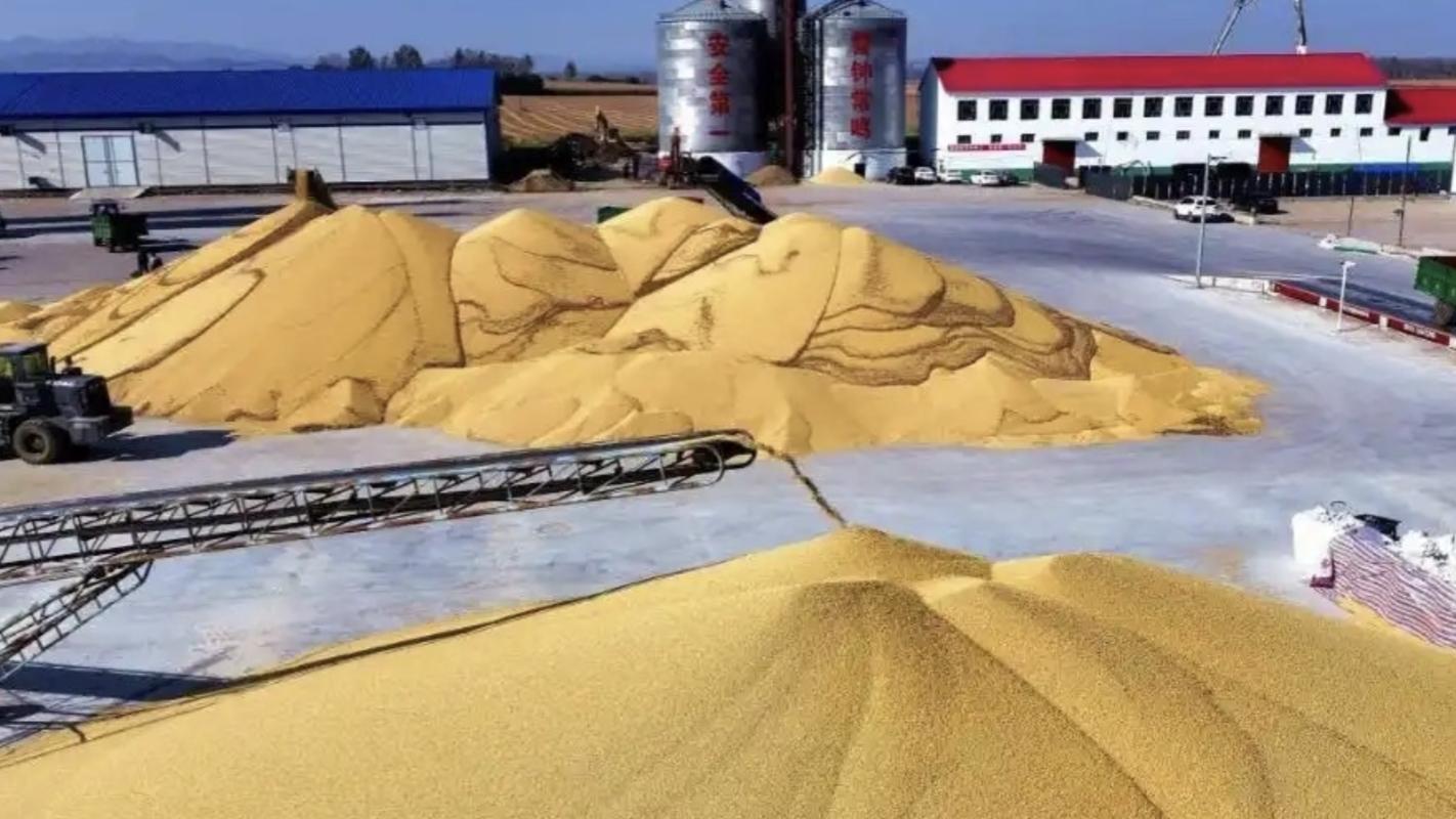 不再惯着！巴西大豆坐地起价，中国反手一击，800万吨订单归零！