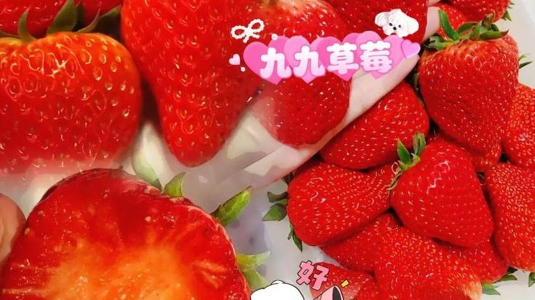 草莓避雨栽培，雨季方案，快餐店后院，回乡青年说