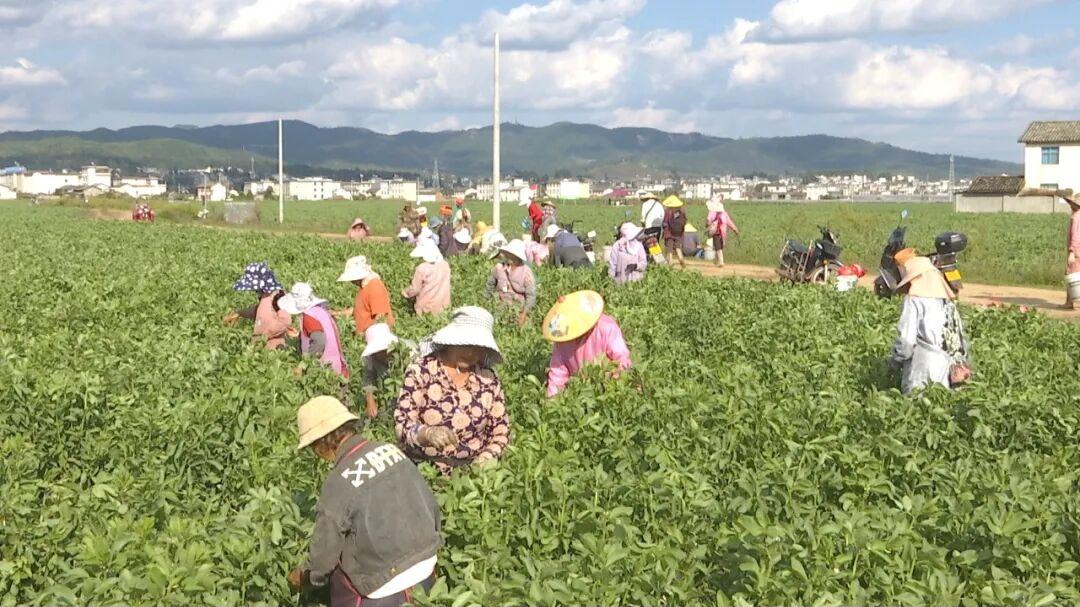 牟定大粒蚕豆闯上海 撑起农户“增收伞”