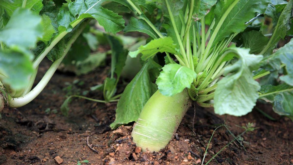 如何在春天种出优质高产的萝卜？关键措施大揭秘