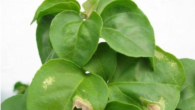 叶子发黄焦边又干枯？探究植物叶片异常背后的真相