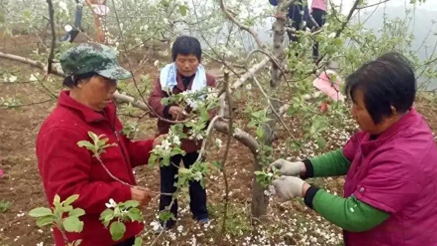 紧急通知：果农请立即停止疏花疏果！