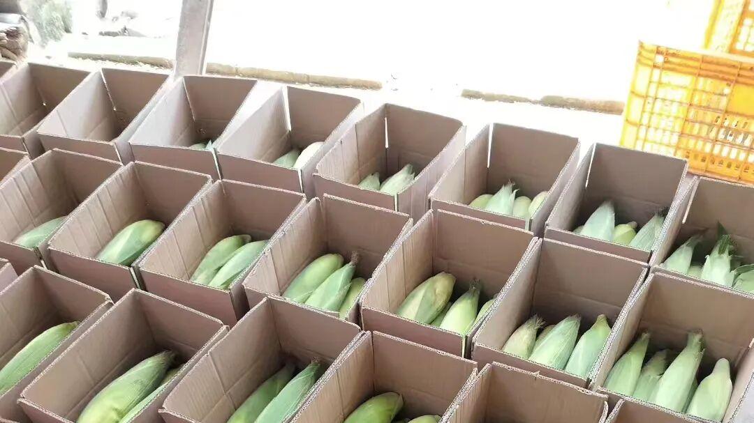 郁南县通门镇驻镇工作队助力返乡青年圆梦记