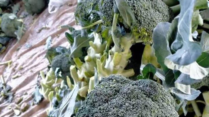 防风林带间距优化，沙土改良技术应用，西兰花低温干燥贮藏研究