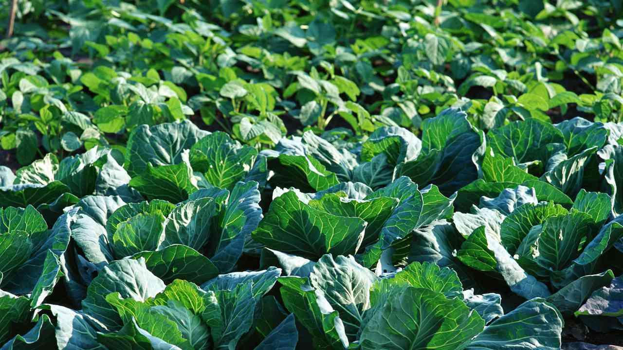 食用仙人掌嫁接技术，分析不同砧木对接穗生长与抗逆性的影响