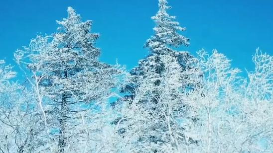 想要去旅行 | 冰雪森林之约，邂逅伊春的梦幻冬日