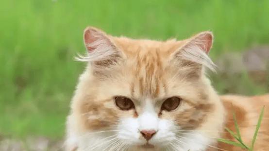 宠物空气净化器哪个牌子好用又实惠？3款适合养宠家庭好物分享