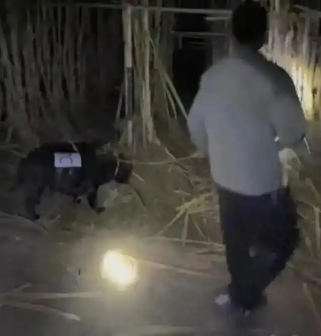 偷甘蔗游戏，怎么“偷”才好玩？