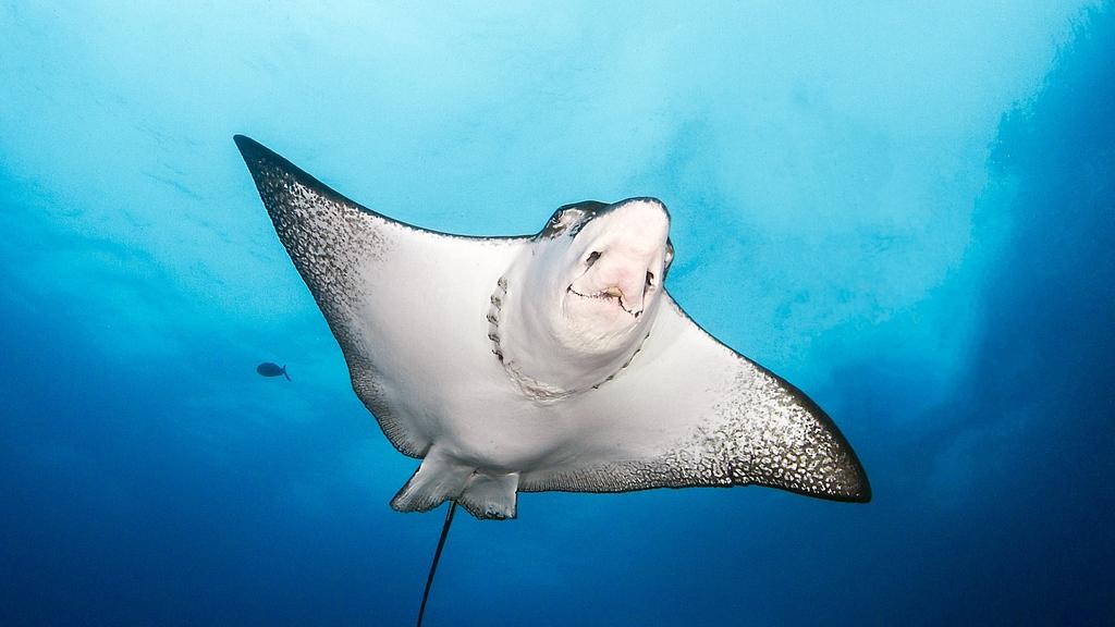 电鳐：自带“电池”的防御高手