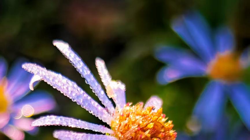 野菊花：忘情立晓风