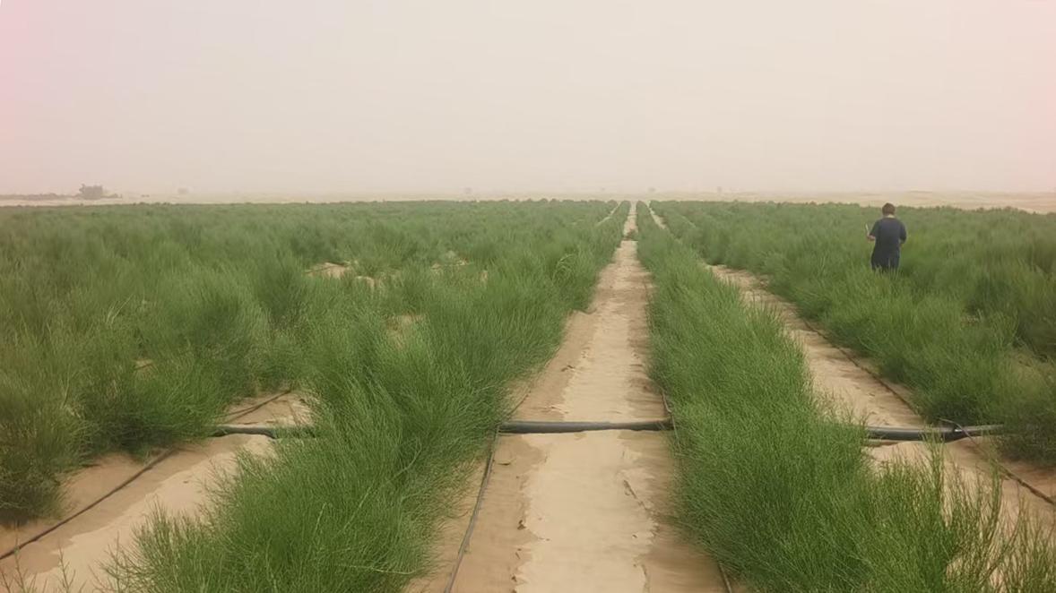 自然厚爱 + 科学照顾 = 甲木沙的满分原料