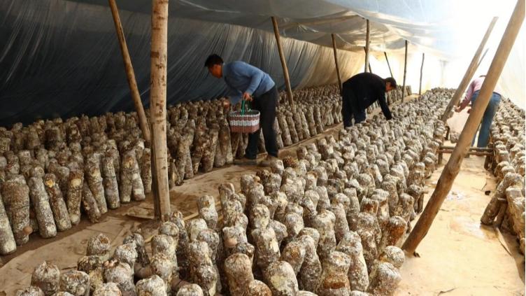 天下没有穷戊子：从香菇起步到县城富人的起伏路