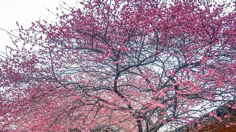 被江浙沪皖疯传的这座古寺，靠两株百年红梅成“流量收割机”！