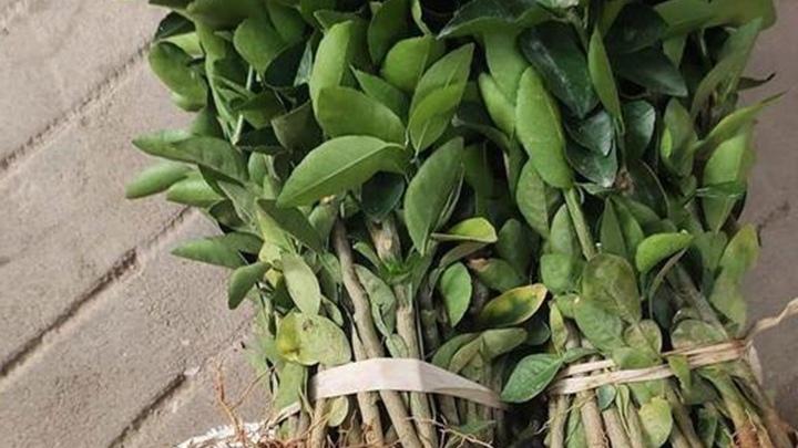 青柠园循环农业模式创新，河北农场种养结合增效，沼液灌溉提升肥力促全年采收