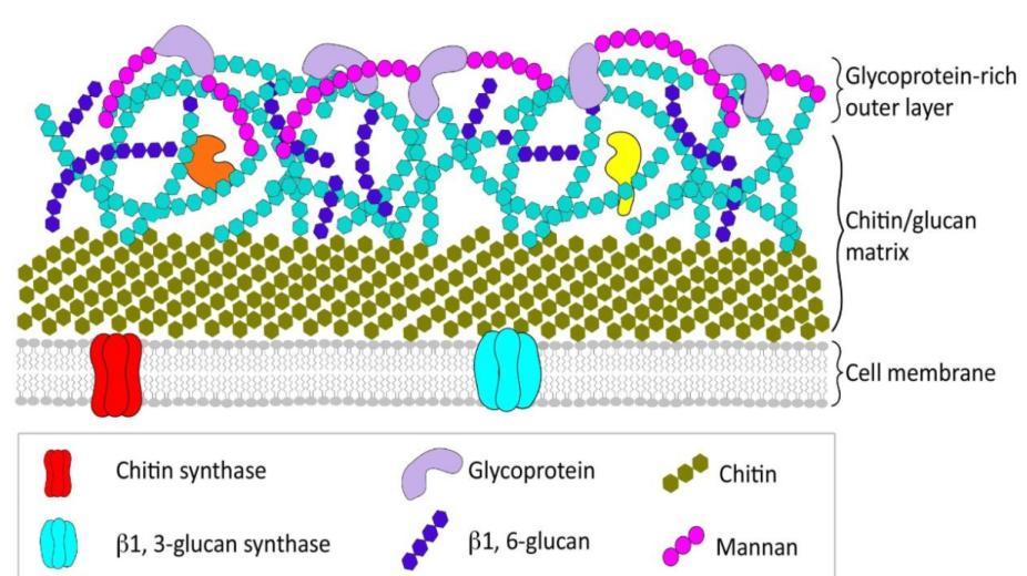 真菌DNA提取试剂盒选择标准