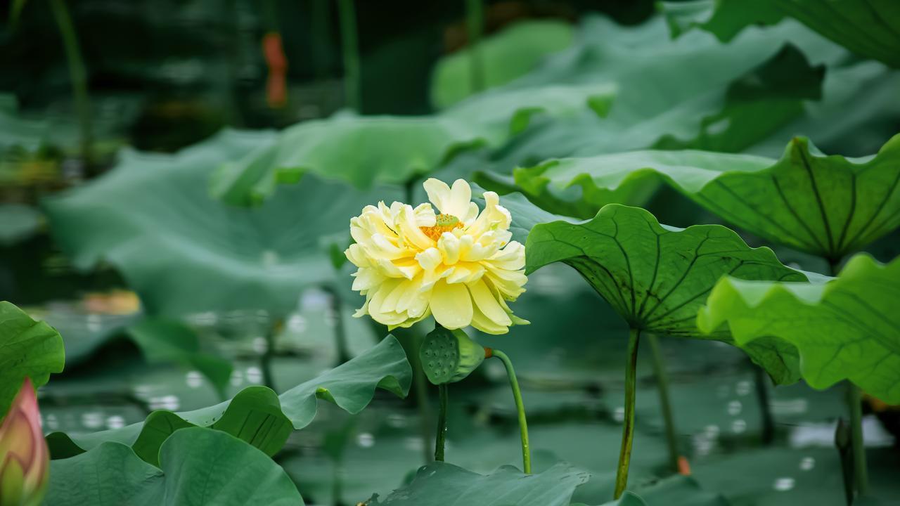 婚姻真相：没有不出轨的伴侣！