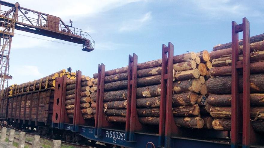 突发！这地宣布：暂时停止原木出口！对中国出口已不足1%