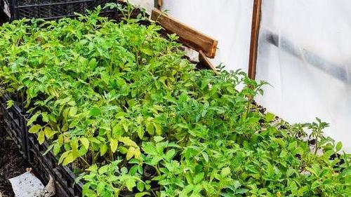 番茄整枝技巧要规范，补钙防脐腐病，坐果整齐裂果少