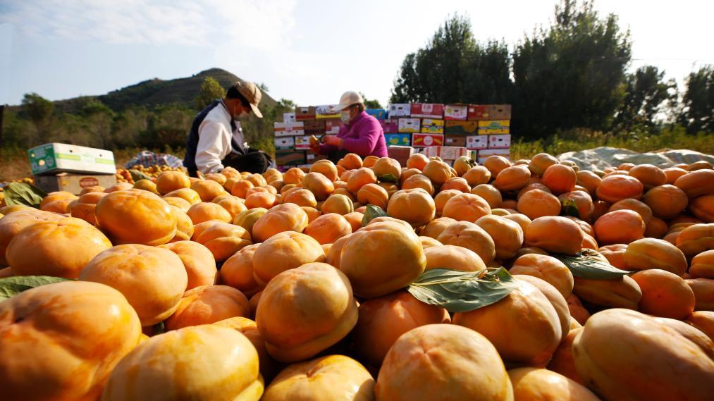 ​“红灯笼”下话振兴——“柿子沟”丰收一线见闻