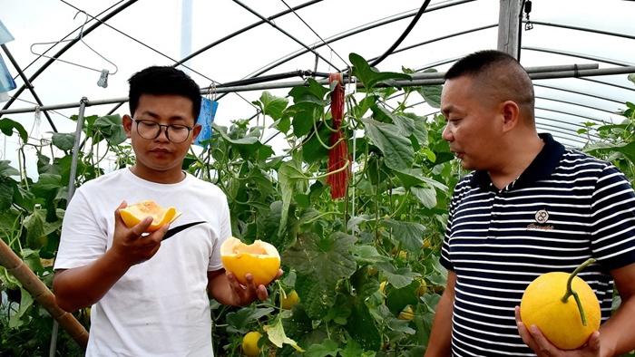 沙丘种植防风固根技术，网格固沙法助力哈密瓜生长，超声波加湿冷储提升品质