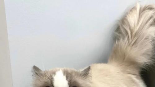 扎心了！猫咪对着我叹气，是在嫌弃我吗？真相太暖了