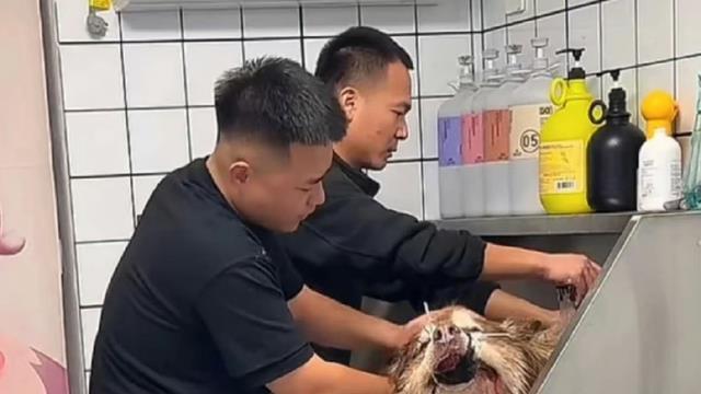 陈乔恩为网红狗“艾特”发声！评论两极化严重，曝更多细节惹争议