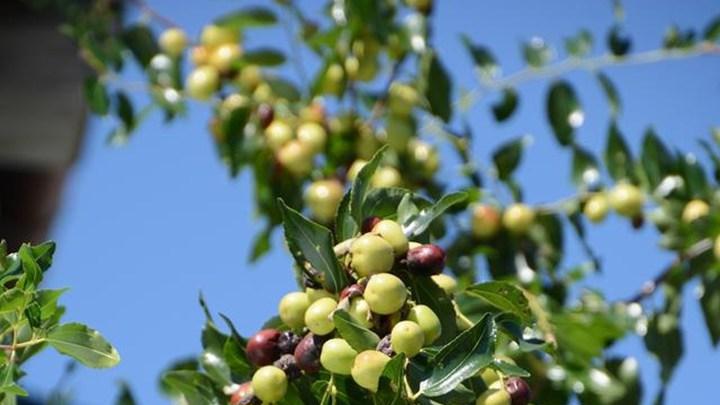 酸枣碱性土壤改良技术研究，需水规律与动态调控策略，成熟期连阴雨应对措施及四川盆地经验总结