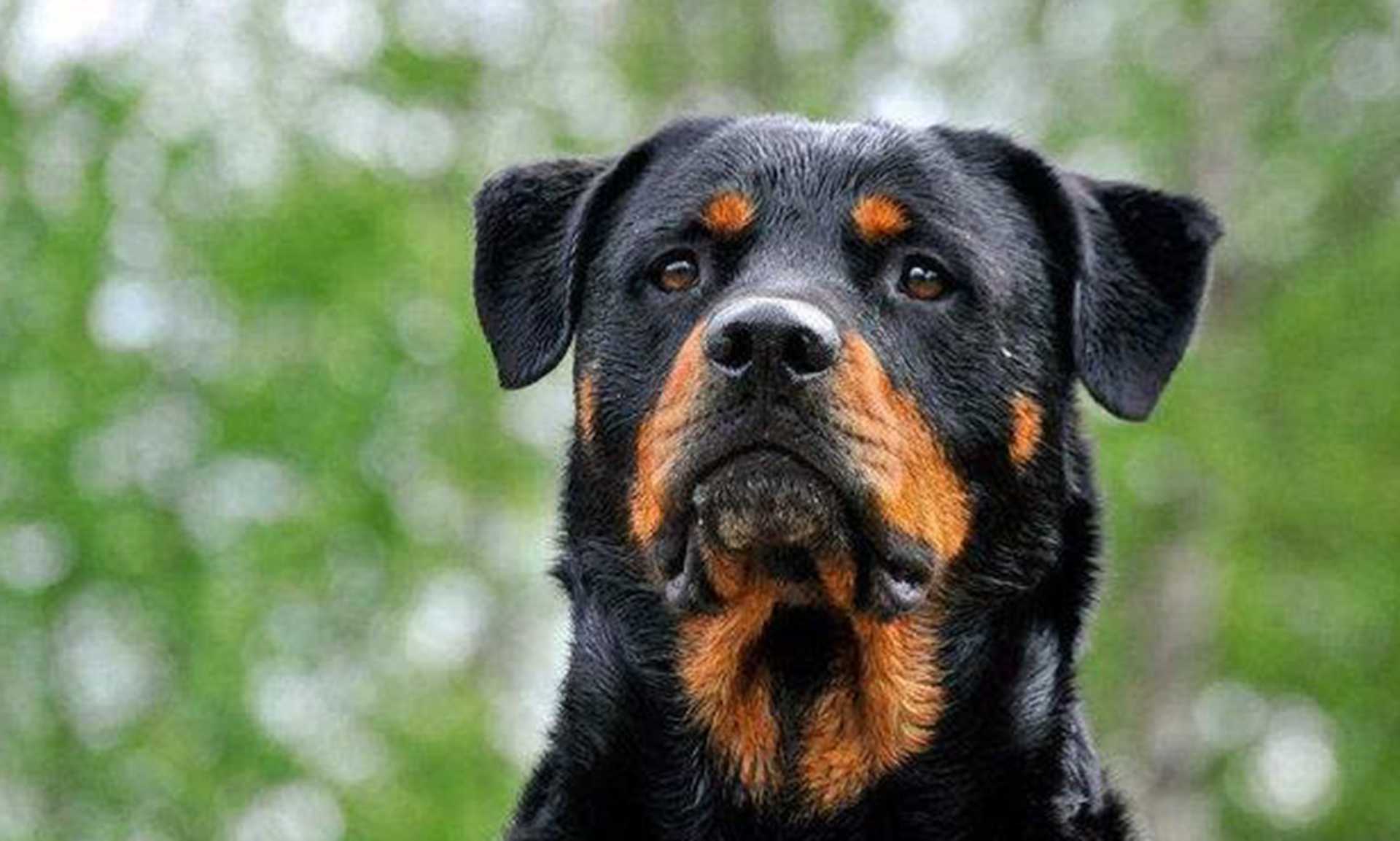 中华田园犬传统医疗，苗族接骨秘方传承，夹板固定四要点，康复期限活动