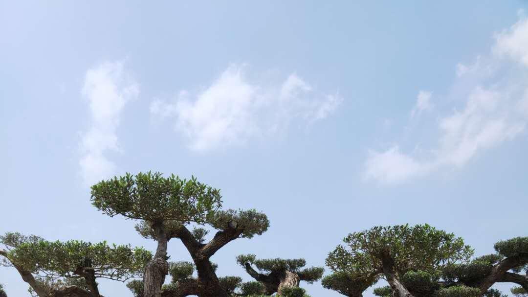 揭秘油橄榄树的理想种植地：气候、温度、土壤等多因素解析